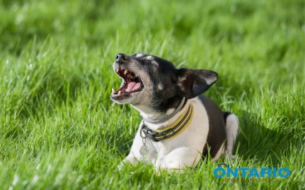 dog barking laws california